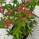 Green boutiQ - Tuinplant - Acer palmatum Phoenix - Roze - 3 Planten - Bladverliezend - Weinig Onderhoud - Pot 12cm Hoogte 35cm