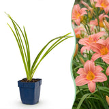 Green boutiQ - Vasteplant - Hemerocallis Pink Damask - Daglelie - Bijen en Vlinderlokkers - Roze - 1 Plant - Pot 11cm - Hoogte 15-25cm