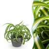 Green boutiQ - Kamerplant - Chlorophytum comosum Bonnie - Krullende Graslelie - Huisdiervriendelijke Plant - Groen - 1 Plant - met Potter Grijs - Pot 12cm - Hoogte 20cm