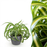 Green boutiQ - Kamerplant - Chlorophytum comosum Bonnie - Krullende Graslelie - Huisdiervriendelijke Plant - Groen - 1 Plant - met Potter Grijs - Pot 12cm - Hoogte 20cm