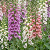 Green boutiQ - Vasteplant - Digitalis Tricolour - Vingerhoedskruid - Schaduw - Roze - Paars - Wit - 12 Planten - Pot 11cm - Hoogte 15-25cm
