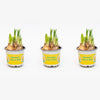 Narcissus ‘Tête-à-Tête’ - Potmaat 9 - ↑ 15–20 cm