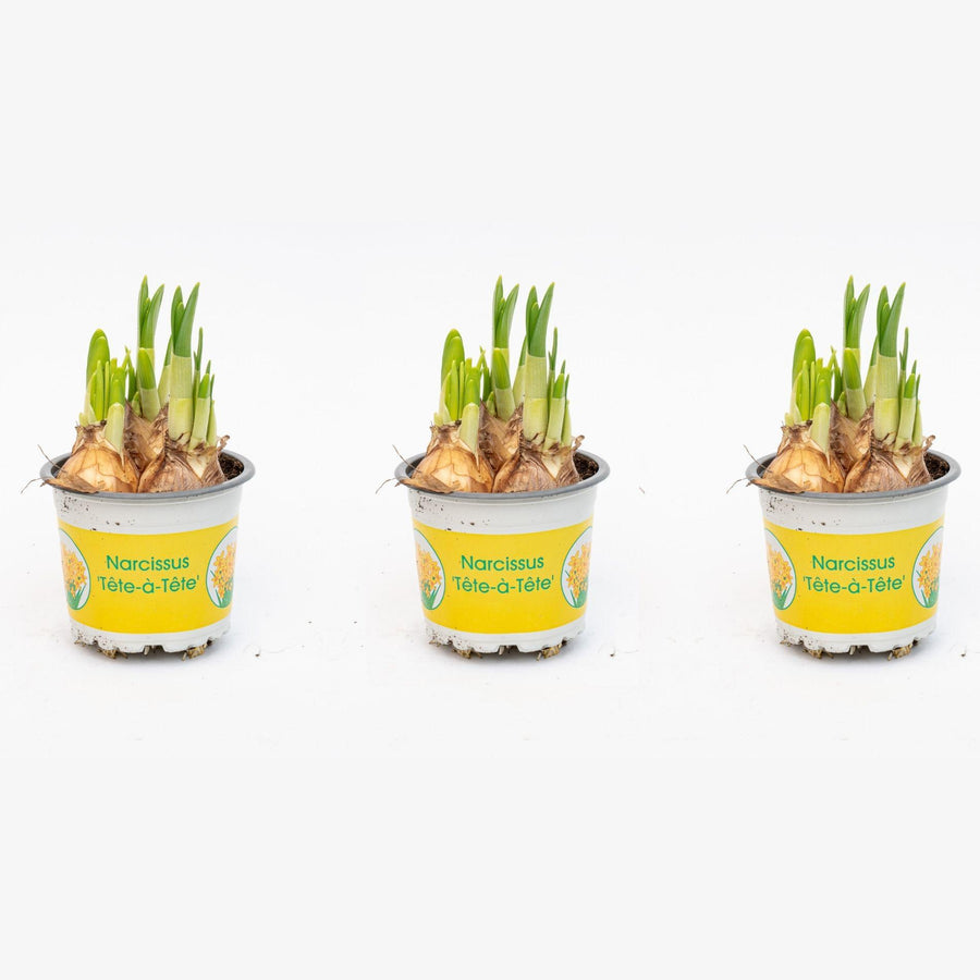 Narcissus Tête-à-Tête