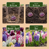 20x Hyacinthus mix - Hyacint mix - Diversen - Voorjaarsbloeier - Bolmaat 14/15