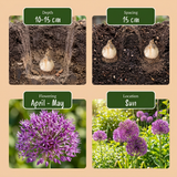 60x Allium Miami - Sierui - Paars - Zomerbloeier - Bolmaat 10/+