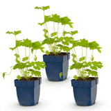 Green boutiQ - Vasteplant - Delphinium (P) Black Knight - Ridderspoor - Bijen en Vlinderlokkers - Paars - 3 Planten - Pot 11cm - Hoogte 15-25cm