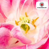 Tulpenbollen Columbus — roze-witte pioentulp, 20 stuks (maat 11/12)