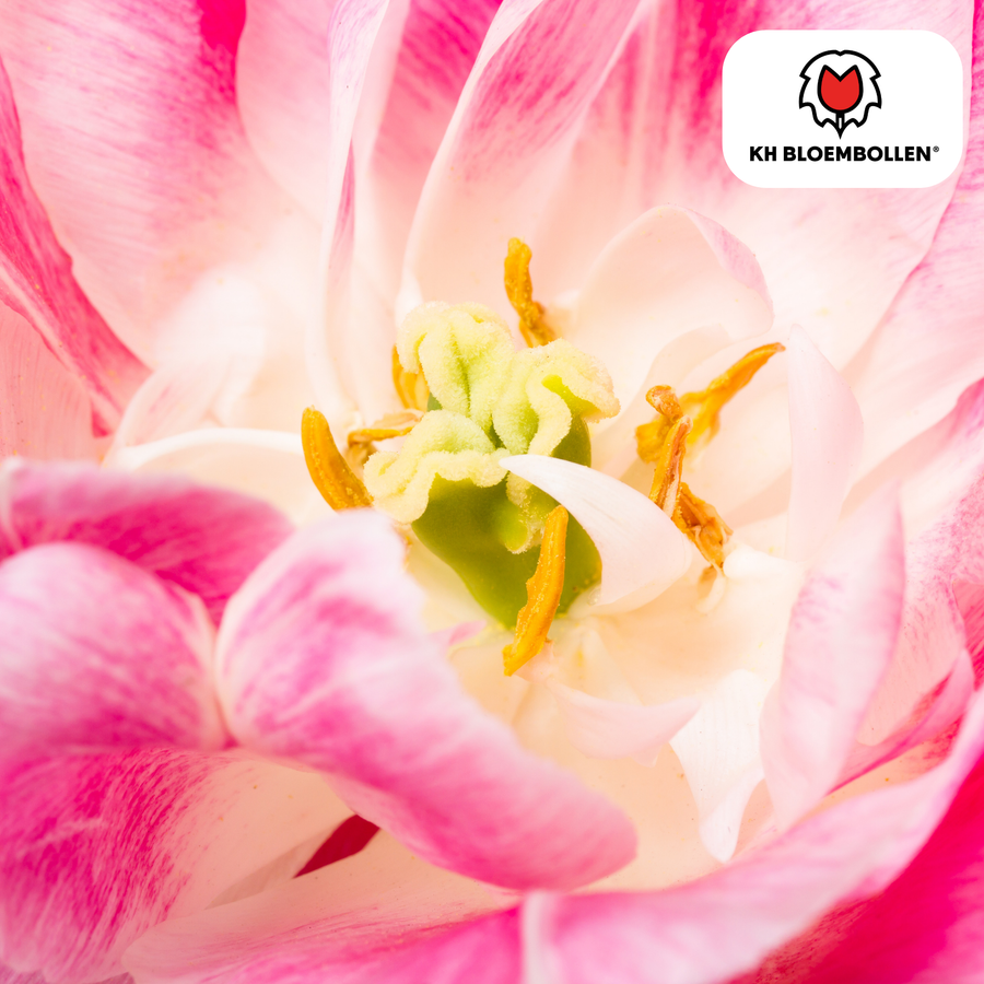 Tulpenbollen Columbus — roze-witte pioentulp, 20 stuks (maat 11/12)
