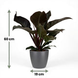 Green boutiQ - Kamerplant - Philodendron - Philodendron Imperial Red - Rood - Weinig onderhoud - 1 Plant - met Potter Grijs - Pot 19cm - Hoogte 60cm