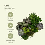 Everspring - Succulenten Mix - 10 cm - Ø8,5 - 18
