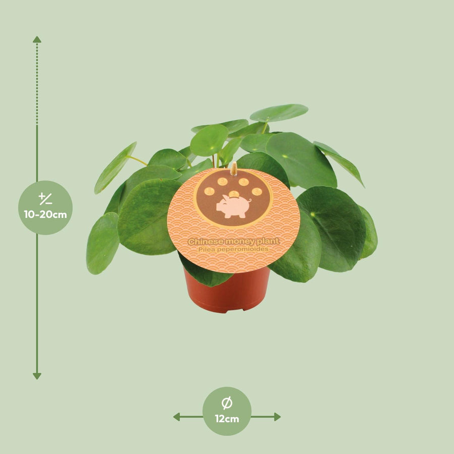 Pilea Peperomioides – Pot Ø12 cm · 20 cm hoog (foto 2)