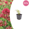 60x Centranthus ruber 'Coccineus' - ↕10-25cm - Ø9cm