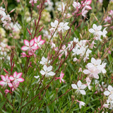Green boutiQ - Vasteplant - Gaura Duo - Prachtkaars - Bijen en Vlinderlokkers - Roze - Wit - 12 Planten - Pot 11cm - Hoogte 15-25cm