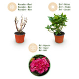 Green boutiQ - Tuinplant - Hydrangea macrophylla Rood - Hortensia - Winterhard - Rood - 3 Planten - Pot 12cm - Hoogte Hoogte 20-30cm