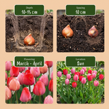 Tulpenbollen roze-rood mix — tweekleurige tulpenmix, 320 stuks (maat 10/12)