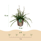 Green boutiQ - Siergrassen -Carex morrowii Irish Green - Groen & Geel - 4 Planten - Bladhoudend - Weinig Onderhoud - Pot 17cm Hoogte 50cm