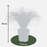 3 x Carex comans 'Frosted Curls' - Ø 14 cm - ↨ 25 cm