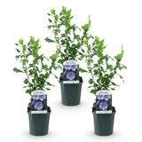 Green boutiQ - Tuinplant - Hibiscus syriacus Oiseau Blue - Tuin Hibiscus - Winterhard - Blauw - 3 Planten - Pot 17cm - Hoogte 45cm