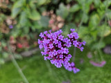 48x Verbena bon. 'Lollipop' - ↕10-25cm - Ø9cm