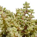 Crassula mix 10,5 cm - 3x - in terracotta pot