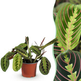 Green boutiQ - Kamerplant - Maranta Fascinator Tricolour - Gebedsplant - Huisdiervriendelijke Plant - Groen - 1 Plant - Pot 12cm - Hoogte 25cm