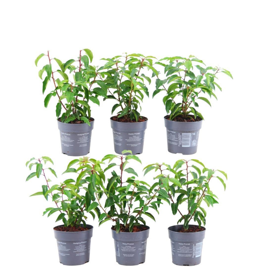 Prunus lusitanica 'Angustifolia' — Portugese laurierhaag, 6 planten (1 strekkende meter)