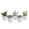 Vetplanten mix 5.5 cm - 5x - in witte pot