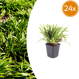 24x Luzula sylvatica - ↕10-25cm - Ø9cm