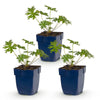 Green boutiQ - Vasteplant - Geranium Johnson's Blue - Ooievaarsbek - Bodembedekkend - Blauw - 3 Planten - Pot 11cm - Hoogte 15-25cm