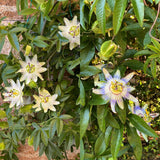 Green boutiQ - Passiebloem - Passiflora Tricolour- Bloem Roze Wit Paars - Weinig onderhoud - 3 planten - Pot 11cm Hoogte 40cm