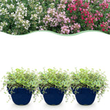 Green boutiQ - Vasteplant - Thymus Tricolour - Tym - Bodembedenkend - Roze - Rood - Wit - 12 Planten - Pot 11cm - Hoogte 15-25cm