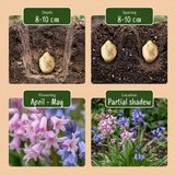 40x Hyacinthoides Hispanica mix - Spaanse boshyacint mix - Diversen - Verwilderingsbol - Bolmaat 7/8
