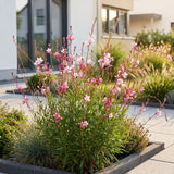 Green boutiQ - Vasteplant - Gaura lindh. Florgauros - Prachtkaars - Bijen- en vlinderlokkers - Roze - 6 Planten - Pot 11cm - Hoogte 15-25cm