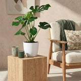 Green BoutiQ - Kamerplanten - Monstera Deliciosa - Gatenplant - Weinig onderhoud - Groen - 1 Plant - met Potter Wit - Pot 21cm - Hoogte 70-80cm