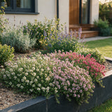 Green boutiQ - Vasteplant - Thymus Tricolour - Tym - Bodembedenkend - Roze - Rood - Wit - 24 Planten - Pot 11cm - Hoogte 15-25cm