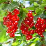 Green boutiQ - Fruitplant - Aalbes - Ribes rubrum Jonkheer van Tets - Rode Bes - 2 planten -Pot 11cm Hoogte 40cm