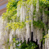 Green boutiQ - Blauwe regen - Wisteria floribunda Alba - Bloem Wit- 1 plant - Pot 11cm Hoogte 40cm
