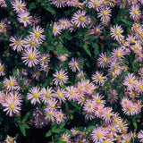 48x Aster ageratoides 'Asran' - ↕10-25cm - Ø9cm