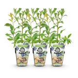 Green boutiQ - Fruitplanten - Blauwe Bes - Vaccinium corymbossum Bluegold - Winterhard - 3 Planten - Pot 9 cm - Blauwe Bes