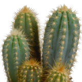 Cereus mix 10,5cm - 3x - in witte pot