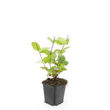48x Hypericum inodorum 'Beauty' - ↕10-25cm - Ø9cm