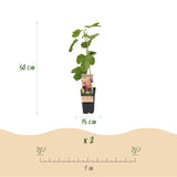 Green boutiQ - Fruitplant - Ficus carica Rouge de Bordeaux - Vijgenboom - Winterhard - Paarse Vrucht - 2 Planten - Pot 15cm - Hoogte 50cm