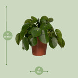 Pilea Peperomiodes - Pannekoekenplant - Ø15cm - ↕25cm