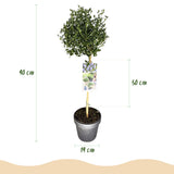Green boutiQ - Plant op Stam - Ceanothus impressus Victoria - Terras Plant - Bladhoudend - Winterhard - Paarse Bloem - Pot 19cm Hoogte 90cm