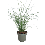 6x Miscanthus sinensis ‘Gracillimus’ – Elegant prachtriet met sierlijk overhangend blad | Potmaat 12 cm