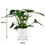 Green boutiQ - Kamerplant - Philodendron - Philodendron Lacerum - Groen - Weinig onderhoud - 1 Plant - met Potter Wit - Pot 19cm - Hoogte 65cm