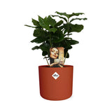 Coffea Arabica in ELHO b.for soft rond 14cm brique