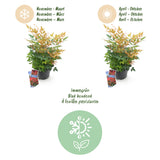 Green boutiQ - Tuinplant - Nandina Gulfstream - Oranje - 1 Plant - Groenblijvend - Weinig Onderhoud - Pot 17cm Hoogte 45cm