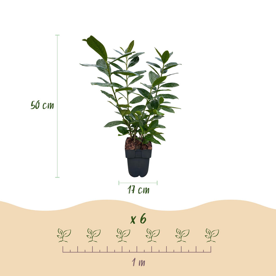 Prunus laurocerasus Novita — Laurierkershaag, 6 planten (1 strekkende meter), 50 cm