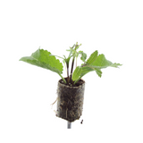 Salvia – 6 Pluggen | Kweek & Geniet van Prachtige Salvia